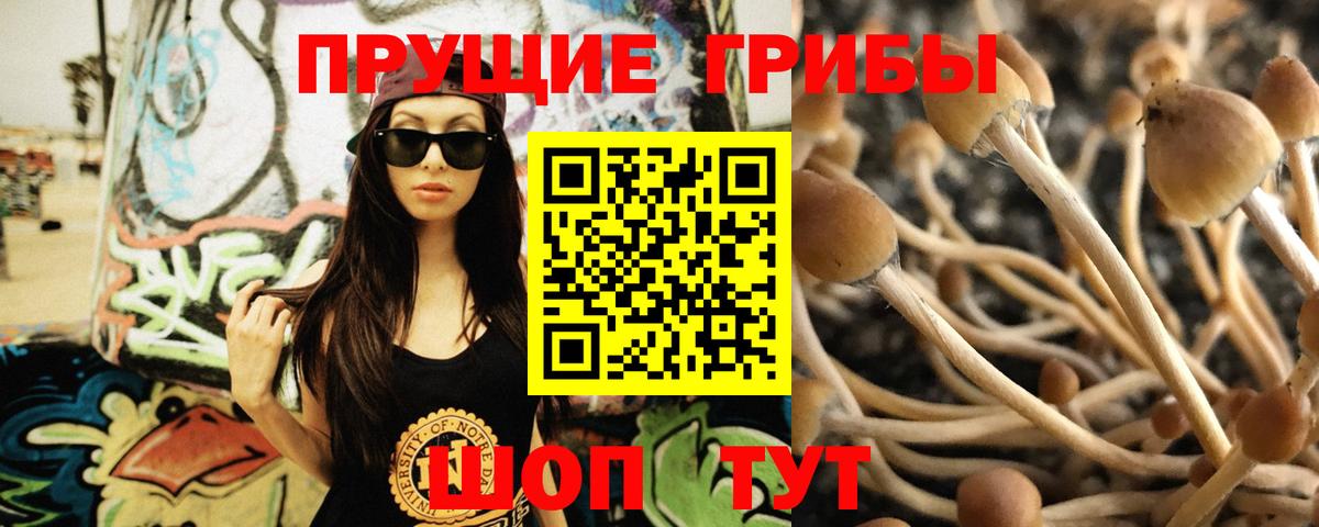 Кохма  Галлюциногенные грибы Psilocybine cubensis  Вход с VPN  Галлюциногенные грибы Psilocybine cubensis 